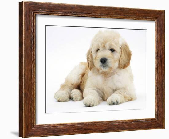 Miniature Goldendoodle Puppy (Golden Retriever X Poodle Cross) 7 Weeks, Lying Down-Mark Taylor-Framed Photographic Print