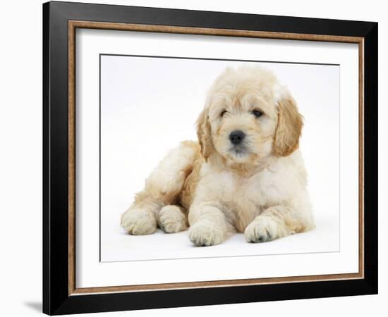 Miniature Goldendoodle Puppy (Golden Retriever X Poodle Cross) 7 Weeks, Lying Down-Mark Taylor-Framed Photographic Print