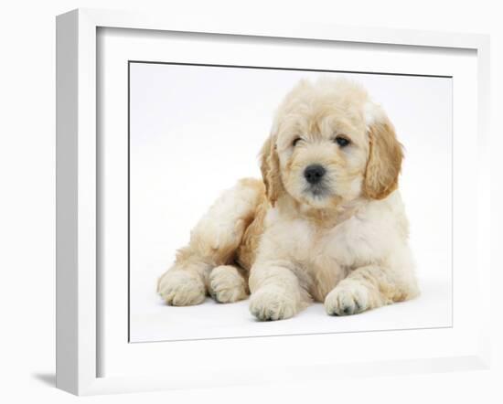 Miniature Goldendoodle Puppy (Golden Retriever X Poodle Cross) 7 Weeks, Lying Down-Mark Taylor-Framed Photographic Print