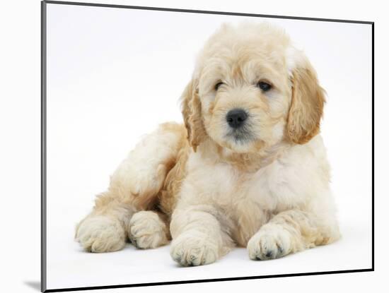 Miniature Goldendoodle Puppy (Golden Retriever X Poodle Cross) 7 Weeks, Lying Down-Mark Taylor-Mounted Photographic Print