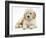 Miniature Goldendoodle Puppy (Golden Retriever X Poodle Cross) 7 Weeks, Lying Down-Mark Taylor-Framed Photographic Print