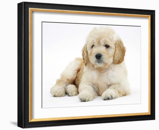 Miniature Goldendoodle Puppy (Golden Retriever X Poodle Cross) 7 Weeks, Lying Down-Mark Taylor-Framed Photographic Print