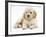 Miniature Goldendoodle Puppy (Golden Retriever X Poodle Cross) 7 Weeks, Lying Down-Mark Taylor-Framed Photographic Print