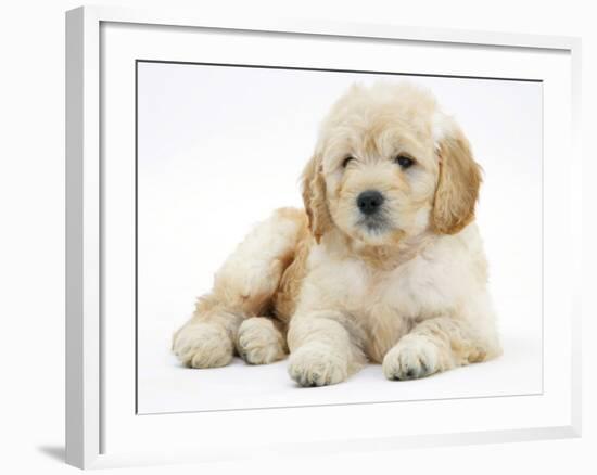 Miniature Goldendoodle Puppy (Golden Retriever X Poodle Cross) 7 Weeks, Lying Down-Mark Taylor-Framed Photographic Print