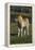 Miniature Horse 001-Bob Langrish-Framed Premier Image Canvas