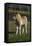 Miniature Horse 001-Bob Langrish-Framed Premier Image Canvas