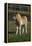 Miniature Horse 001-Bob Langrish-Framed Premier Image Canvas