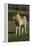 Miniature Horse 001-Bob Langrish-Framed Premier Image Canvas