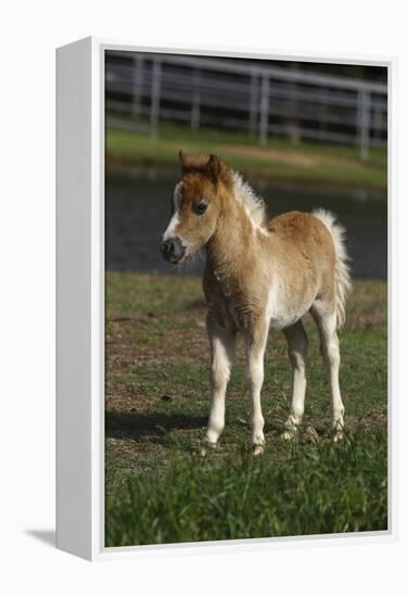 Miniature Horse 001-Bob Langrish-Framed Premier Image Canvas