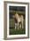 Miniature Horse 001-Bob Langrish-Framed Photographic Print