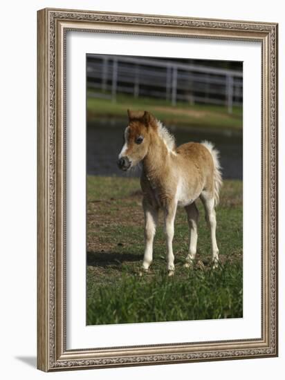 Miniature Horse 001-Bob Langrish-Framed Photographic Print