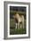 Miniature Horse 001-Bob Langrish-Framed Photographic Print