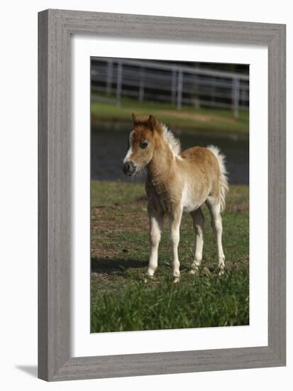 Miniature Horse 001-Bob Langrish-Framed Photographic Print