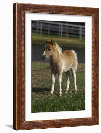 Miniature Horse 001-Bob Langrish-Framed Photographic Print