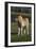 Miniature Horse 001-Bob Langrish-Framed Photographic Print