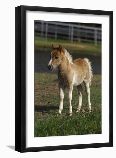 Miniature Horse 001-Bob Langrish-Framed Photographic Print