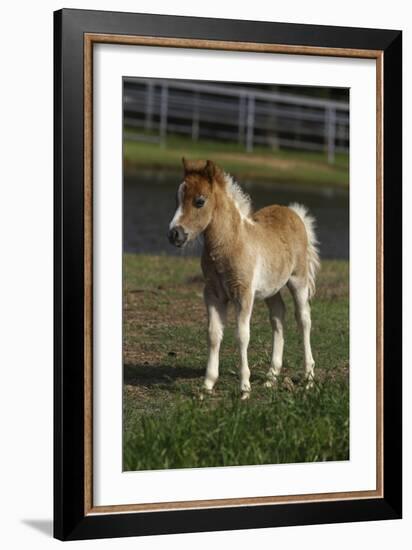 Miniature Horse 001-Bob Langrish-Framed Photographic Print