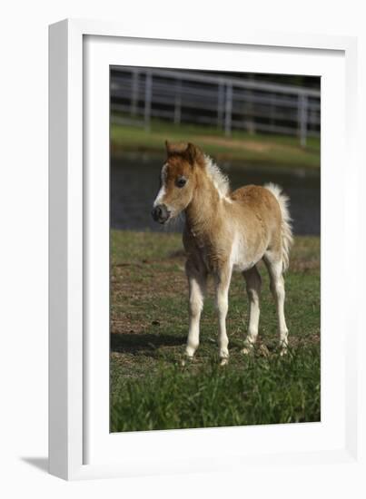 Miniature Horse 001-Bob Langrish-Framed Photographic Print