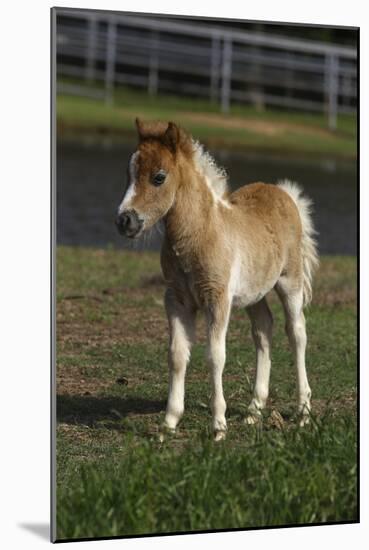 Miniature Horse 001-Bob Langrish-Mounted Photographic Print