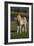 Miniature Horse 001-Bob Langrish-Framed Photographic Print