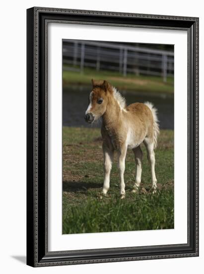 Miniature Horse 001-Bob Langrish-Framed Photographic Print