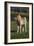 Miniature Horse 001-Bob Langrish-Framed Photographic Print