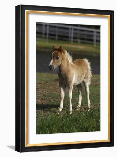 Miniature Horse 001-Bob Langrish-Framed Photographic Print