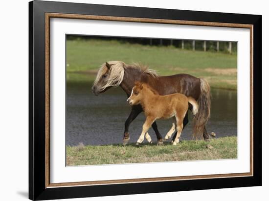 Miniature Horse 002-Bob Langrish-Framed Photographic Print