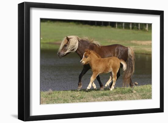 Miniature Horse 002-Bob Langrish-Framed Photographic Print