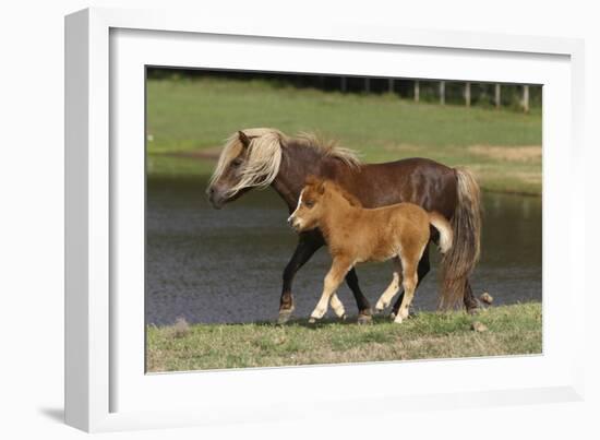 Miniature Horse 002-Bob Langrish-Framed Photographic Print