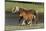Miniature Horse 002-Bob Langrish-Mounted Photographic Print