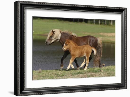 Miniature Horse 002-Bob Langrish-Framed Photographic Print