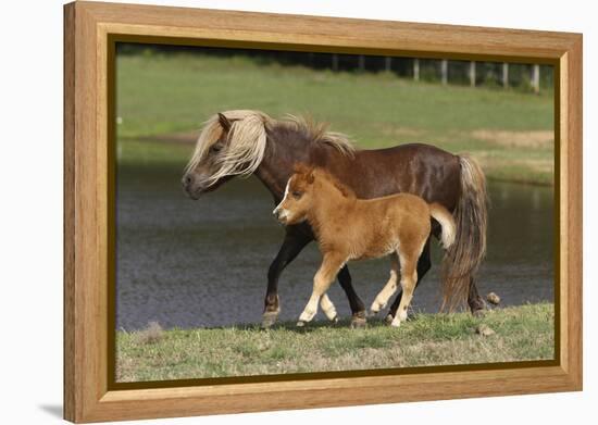 Miniature Horse 002-Bob Langrish-Framed Premier Image Canvas