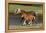 Miniature Horse 002-Bob Langrish-Framed Premier Image Canvas