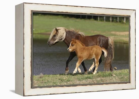 Miniature Horse 002-Bob Langrish-Framed Premier Image Canvas