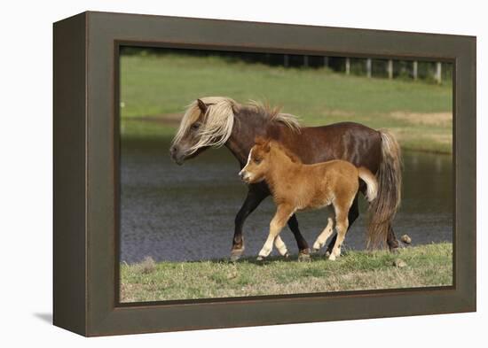 Miniature Horse 002-Bob Langrish-Framed Premier Image Canvas