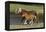 Miniature Horse 002-Bob Langrish-Framed Premier Image Canvas