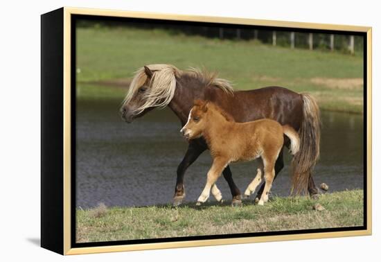 Miniature Horse 002-Bob Langrish-Framed Premier Image Canvas