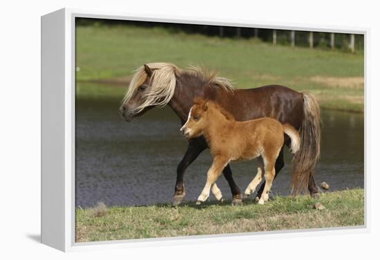 Miniature Horse 002-Bob Langrish-Framed Premier Image Canvas