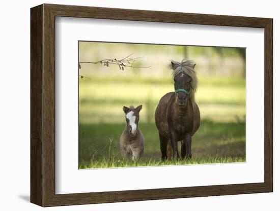 Miniature horse family-Maresa Pryor-Framed Photographic Print