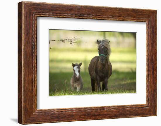 Miniature horse family-Maresa Pryor-Framed Photographic Print