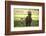 Miniature horse family-Maresa Pryor-Framed Photographic Print