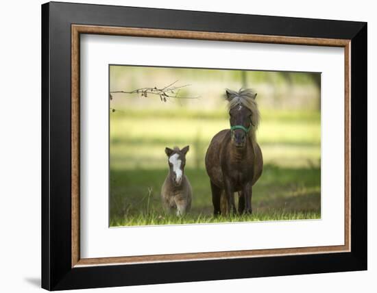 Miniature horse family-Maresa Pryor-Framed Photographic Print