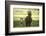 Miniature horse family-Maresa Pryor-Framed Photographic Print