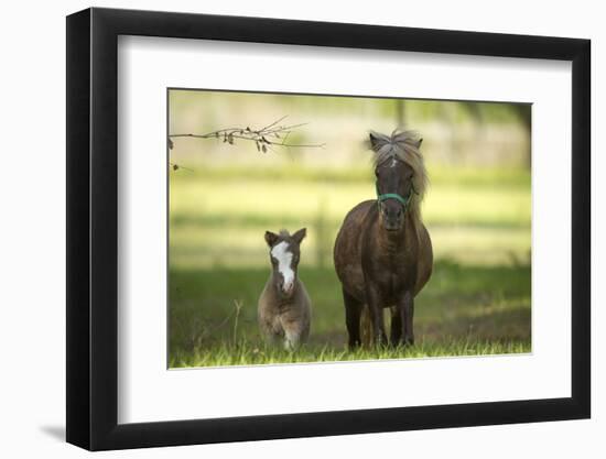 Miniature horse family-Maresa Pryor-Framed Photographic Print