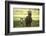 Miniature horse family-Maresa Pryor-Framed Photographic Print