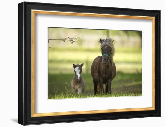 Miniature horse family-Maresa Pryor-Framed Photographic Print