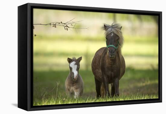 Miniature horse family-Maresa Pryor-Framed Premier Image Canvas