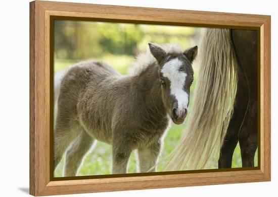 Miniature horse filly with mom, mare,-Maresa Pryor-Framed Premier Image Canvas