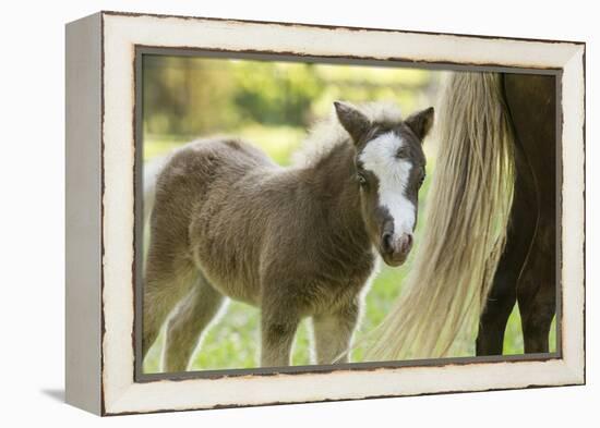 Miniature horse filly with mom, mare,-Maresa Pryor-Framed Premier Image Canvas